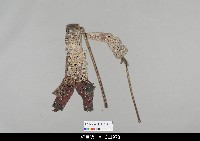 藏品(中國湖北皮影戲偶身)的圖片